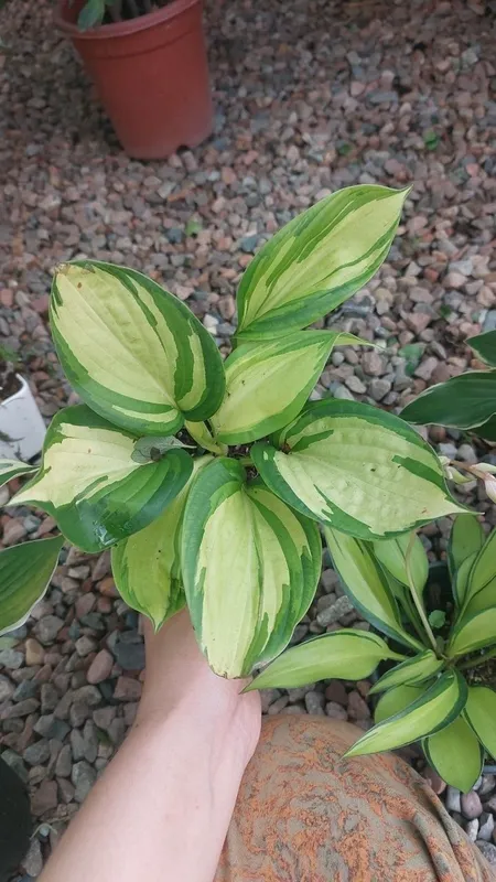 Xosta guli bu noyob ko'rinish 1 Xosta guli bu noyob ko'rinish 1