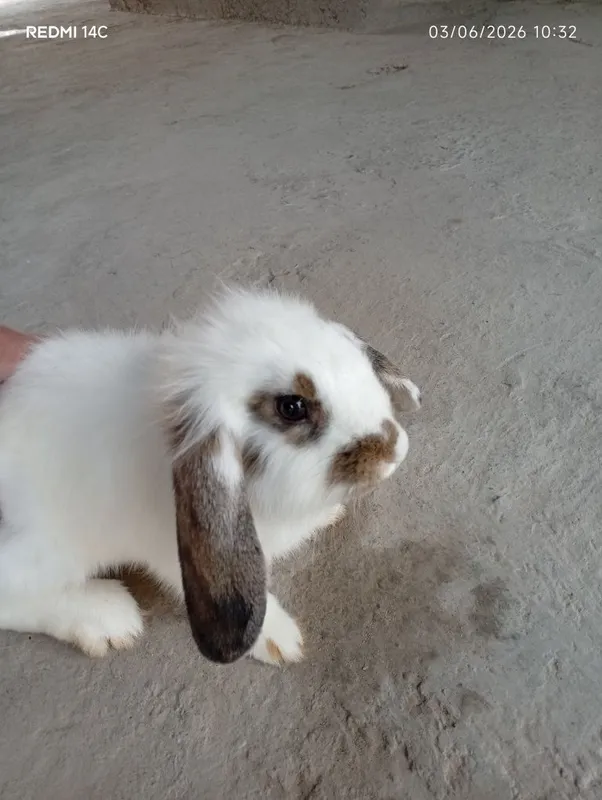 French Lop rabbits bolalari 1-1.5 oylik — фото 1