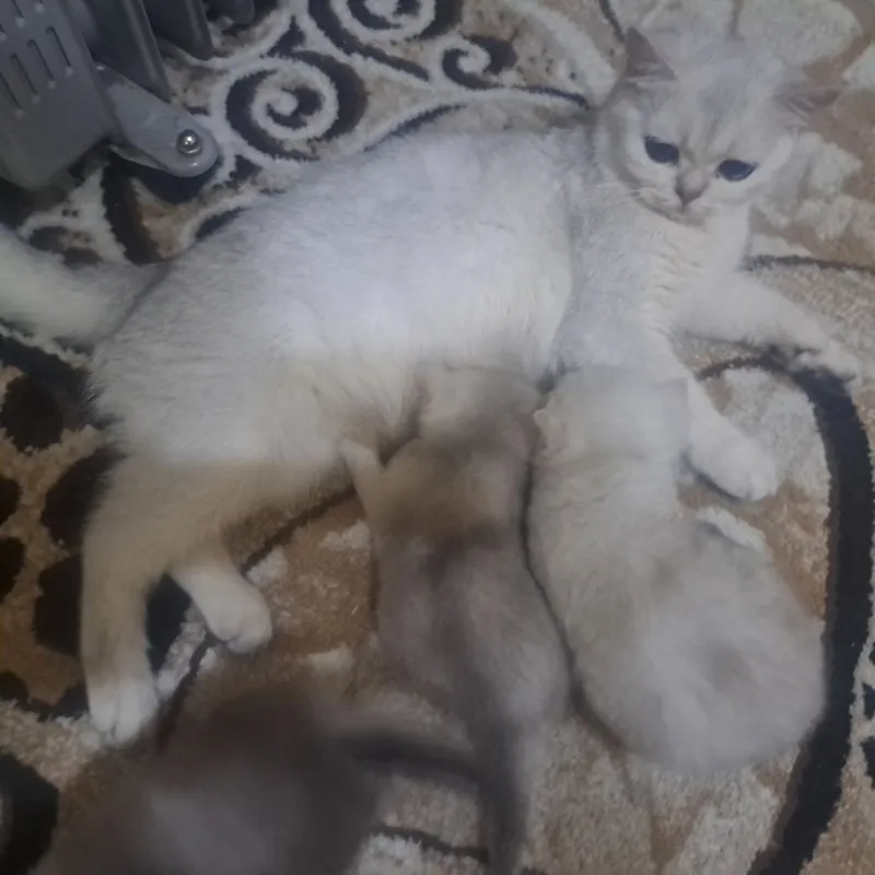 Продаётся кошка 2