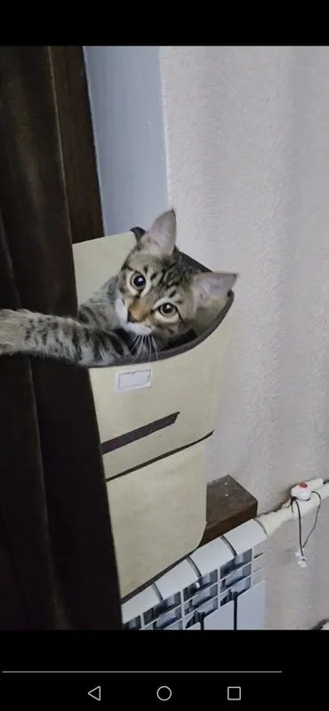 Котёнок в добрую и любящую кошек семью 3
