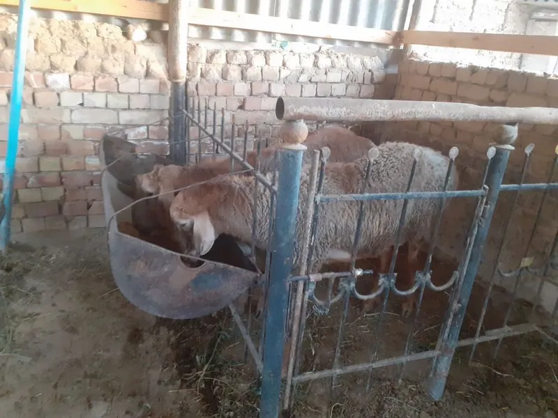 Яхши, зотли кучкорлар сотилади 2 Яхши, зотли кучкорлар сотилади 2