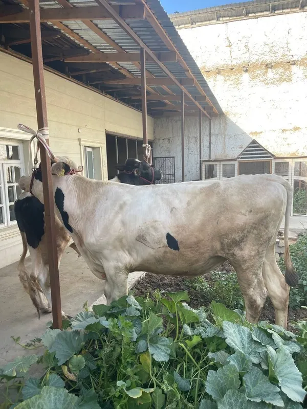 Yemlashga tayyor buqala sotiladi 3 ta 4 Yemlashga tayyor buqala sotiladi 3 ta 4