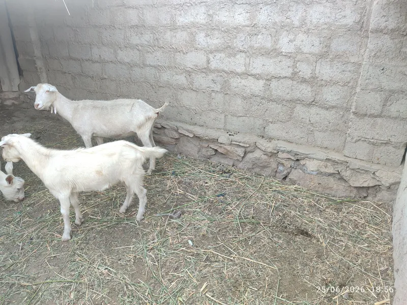 Zotdor echki sogʻlom 3 Zotdor echki sogʻlom 3
