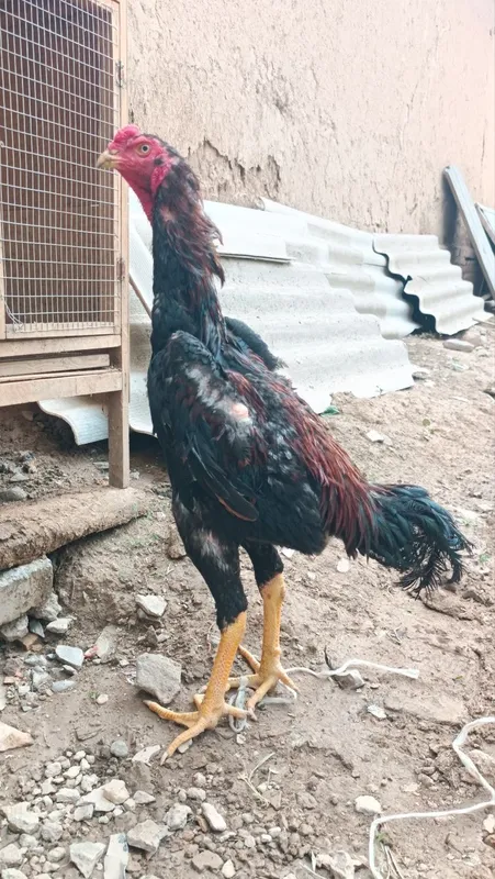 Dakan xoroz sotiladi 5