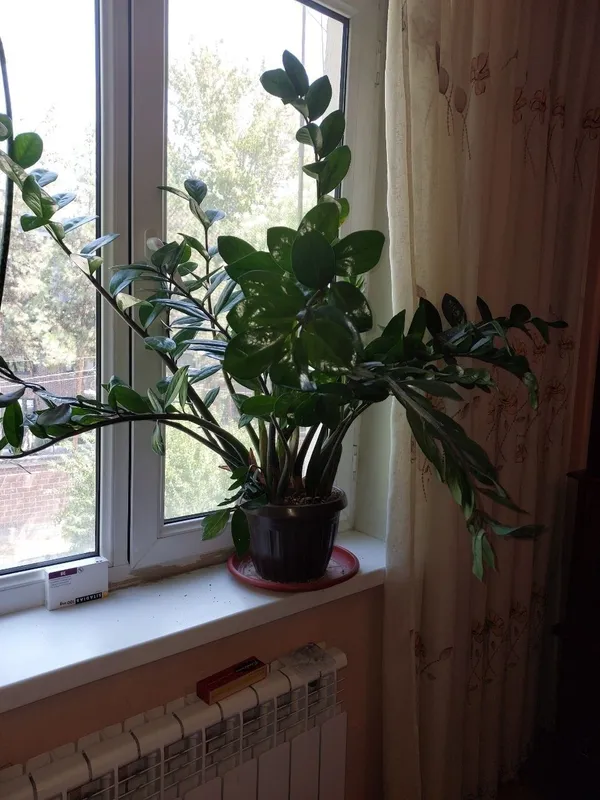Продается Замиокулькас комнатное растение (цветок среднего размера) Продается Замиокулькас комнатное растение (цветок среднего размера)