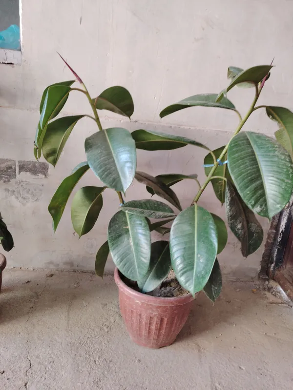 Tuvakka gullar