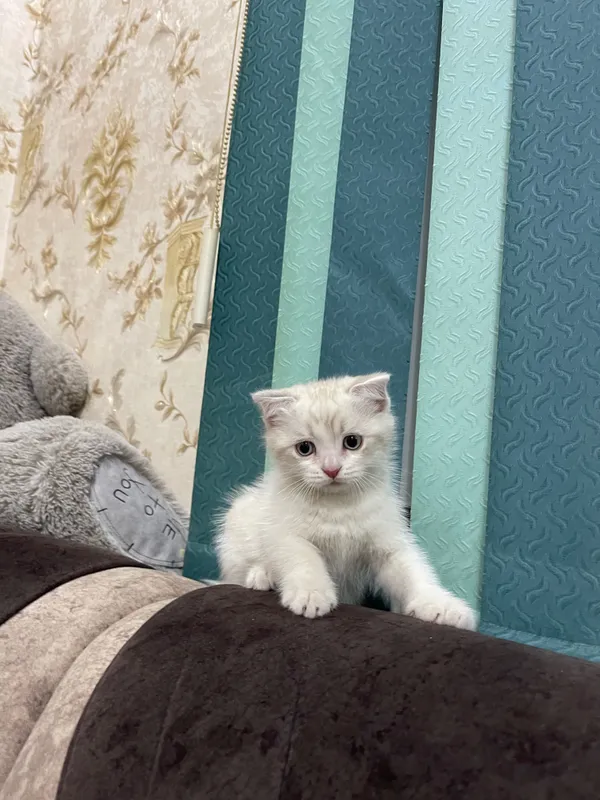Продаются вислоухие котята — фото 5