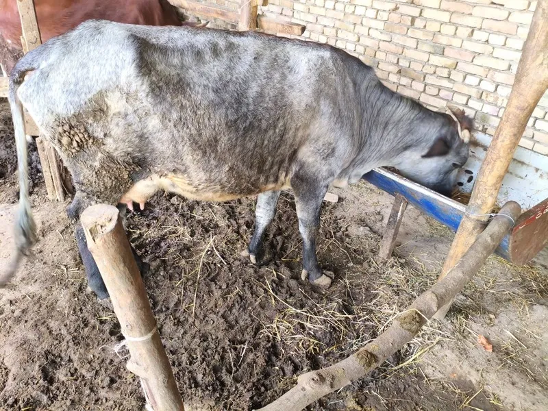 Ona bola sigir sotiladi