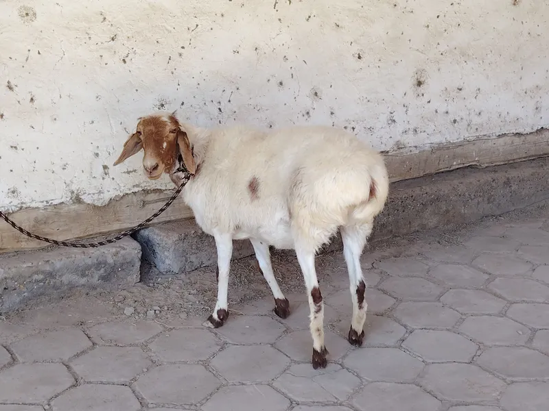 Yosh qazoqqi qo'y sotiladi. Hali tug'magan 2