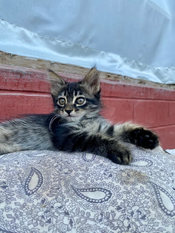 Котёнок 4 Котёнок 4