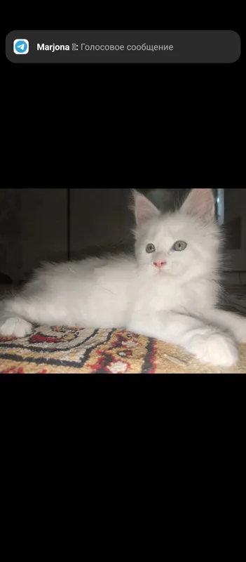meykun mushuk  sotiladi