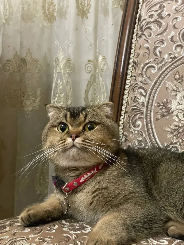 Золотая шиншилла 1 Золотая шиншилла 1