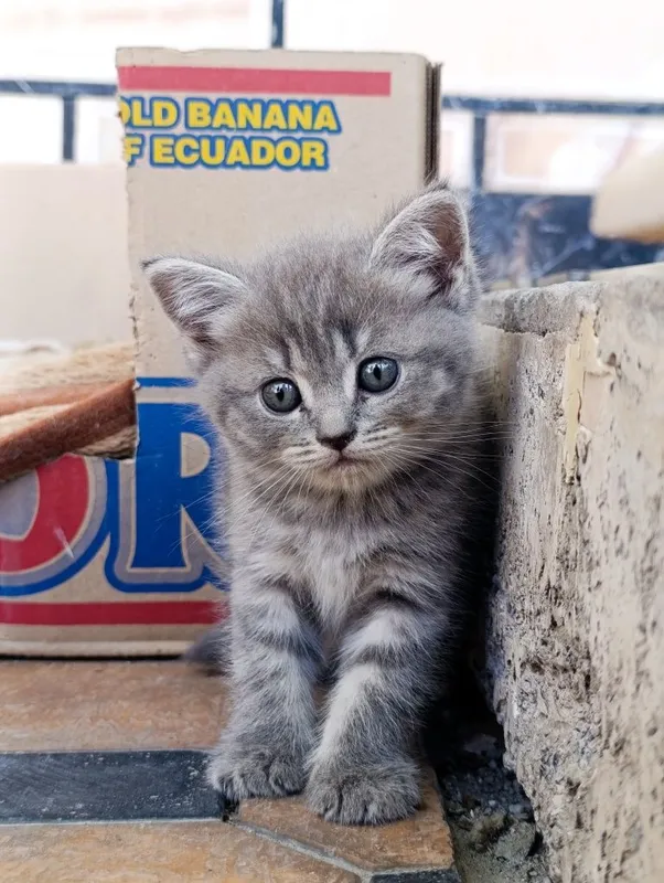 Mushukchalar sotiladi, Scottish Strayt va Scottish fold 1 Mushukchalar sotiladi, Scottish Strayt va Scottish fold 1