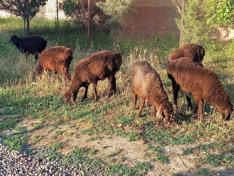 qochqor qozilar sotiladi