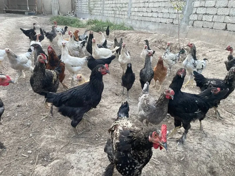 Продам кур и петухов 2 Продам кур и петухов 2