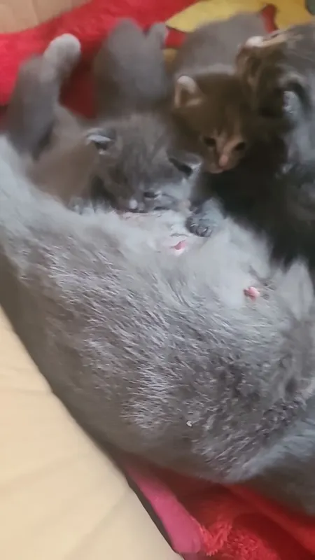Uy mushuk zodli latoni biladi 2 oyli 4
