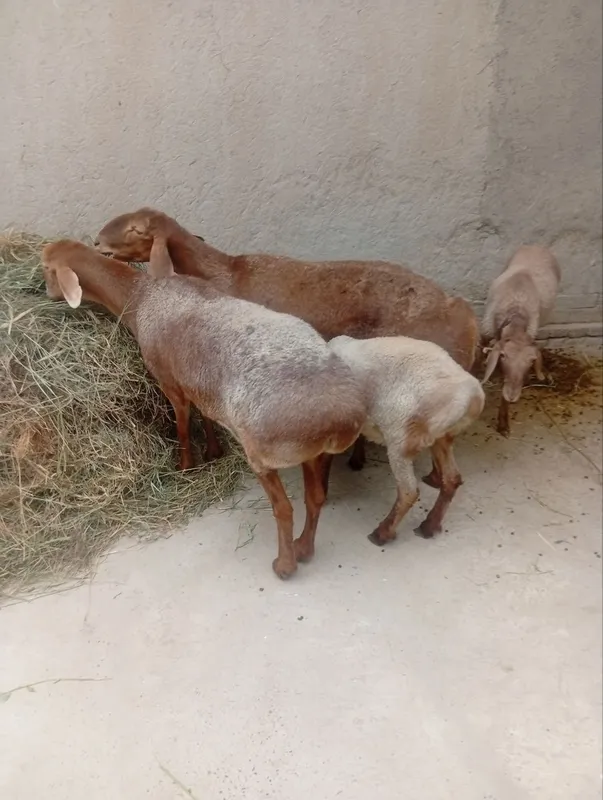 Arashan quylar sotiladi