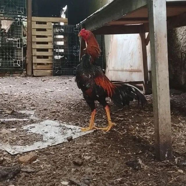 Xorzlar sotiladi 3