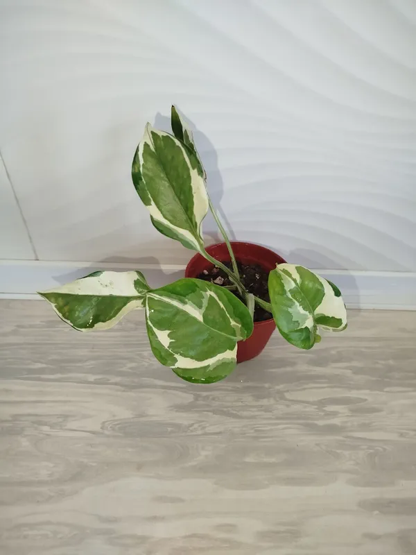 Epipremnum Enjoy 4