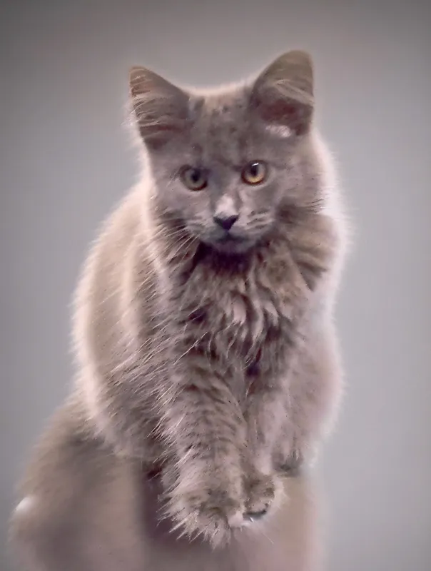 котенок Мейн куна девочка