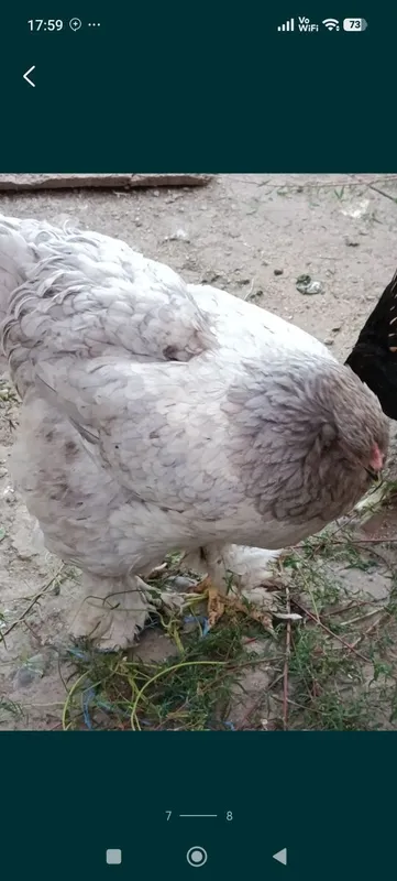 Продаются куры и петухи породы брама 4