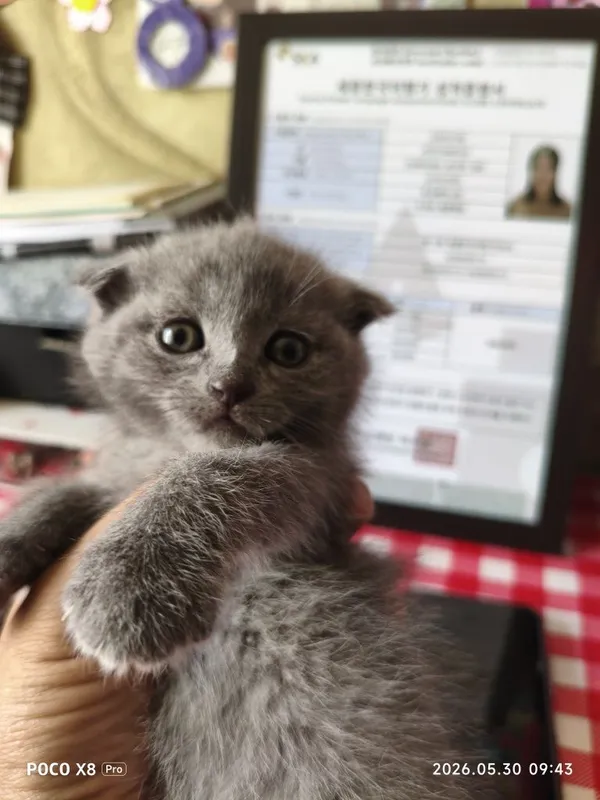 Шотландские котята — фото 7