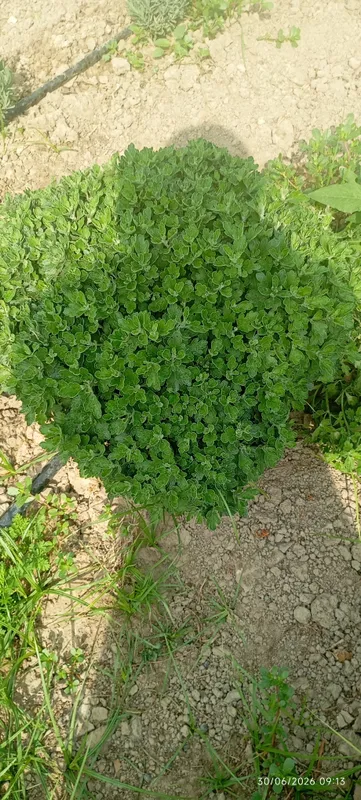 Globus xirzatema gullari sotuvda 3