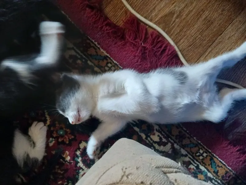 Котята, в добрые руки бесплатно 5 Котята, в добрые руки бесплатно 5