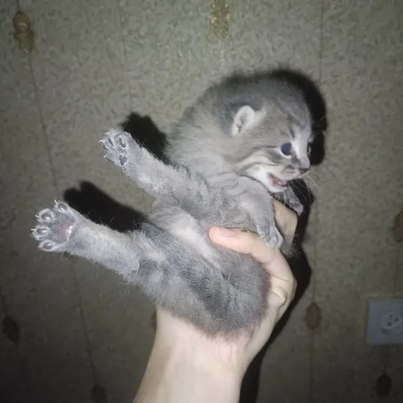 Новорожденные британские котята — фото 1
