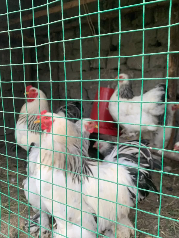 tovuq birama