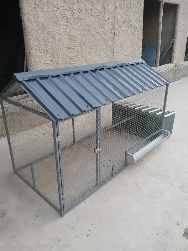Tavuq katak sotuvda 3 Tavuq katak sotuvda 3