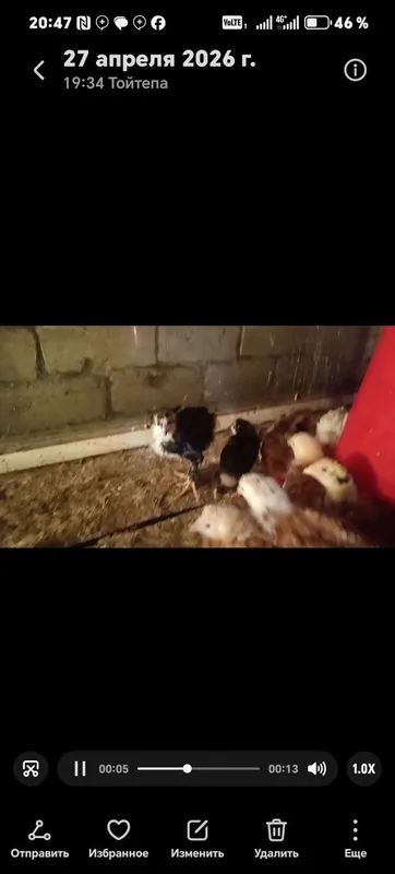 Товук хуроз лар сотилади хаммаси тухумда — фото 4
