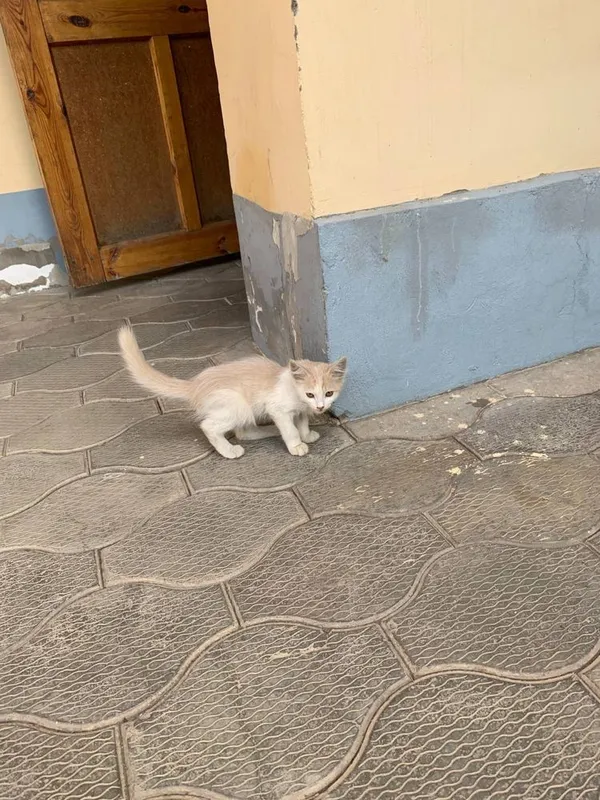 Кошки отдам даром 6