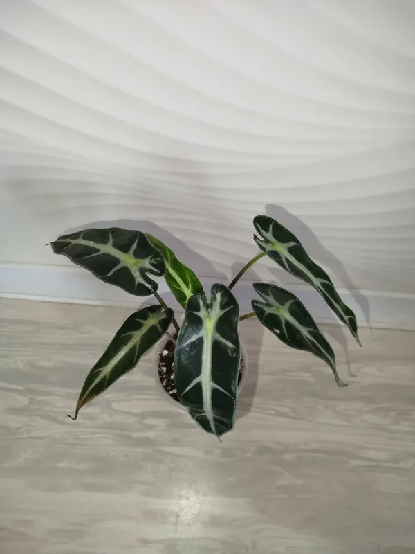 Alakaziya Bambino — фото 1