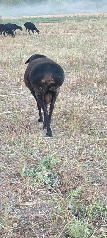 Kotta va qozi Qochqorla sotamiz — фото 3