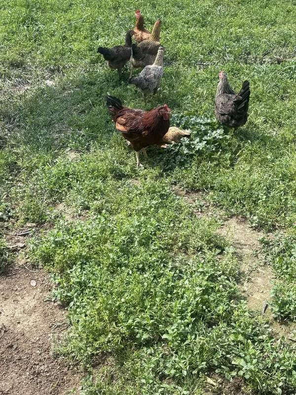 6 ta tovuk sotiladi