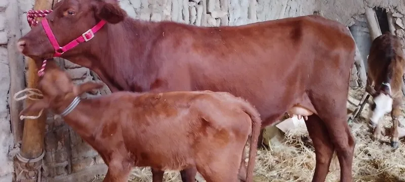 Mol sotiladi ona bola kafolati bilan 5