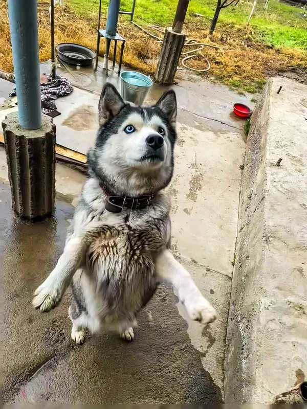 Лаика , лаикаааа 2 Лаика , лаикаааа 2