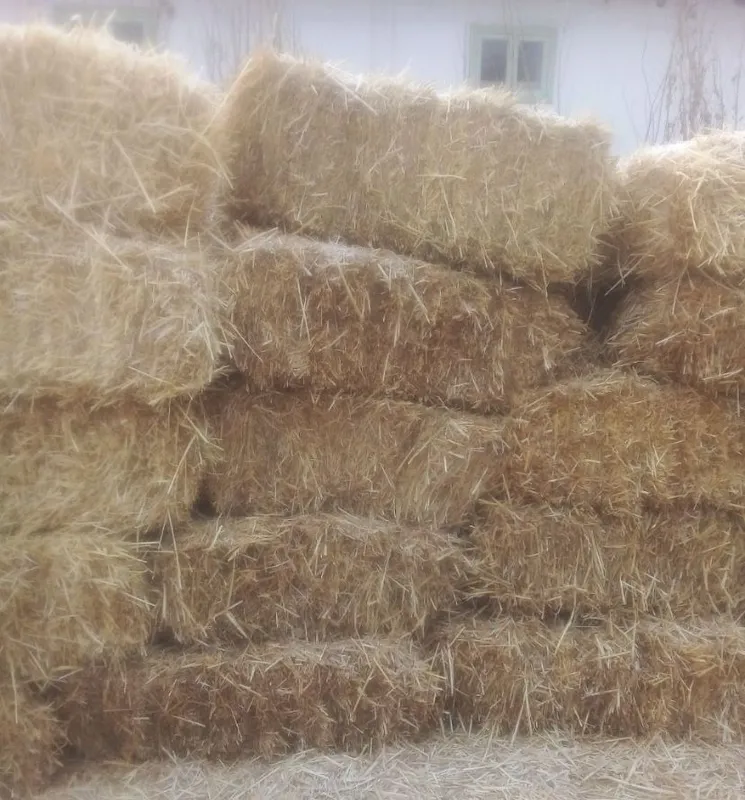 Бугдой сомони сотувда бор — фото 1