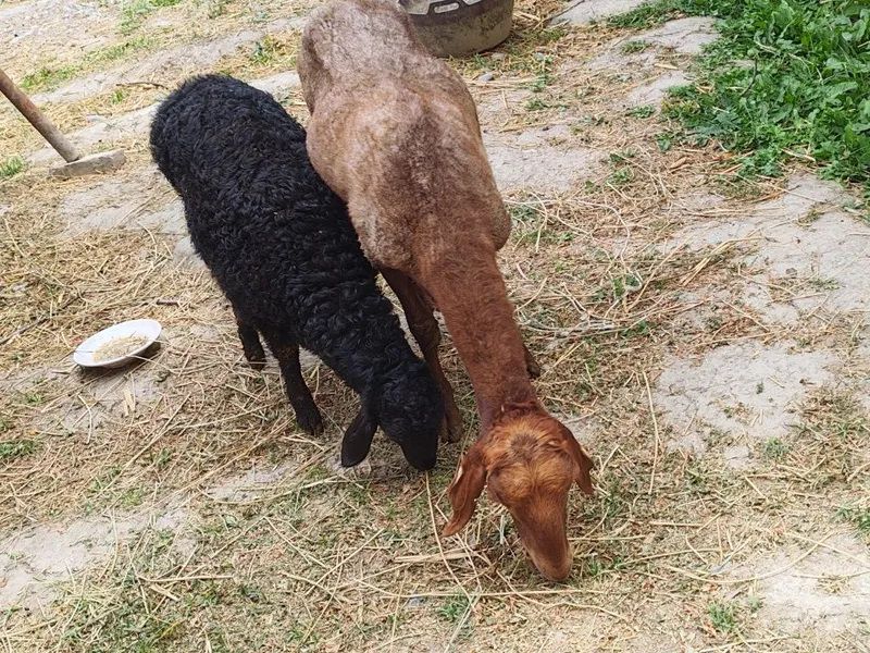 Ona bola qo'y srochna sotiladi 2 Ona bola qo'y srochna sotiladi 2