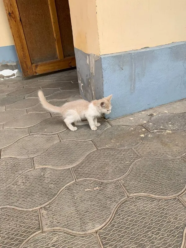 Кошки отдам даром 5