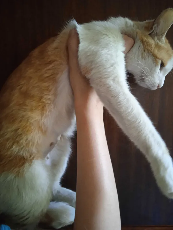 Красивая белорыжая кошечка, 1 год, стирилизована. — фото 1