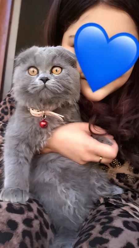 Eshak lanet it uslubi