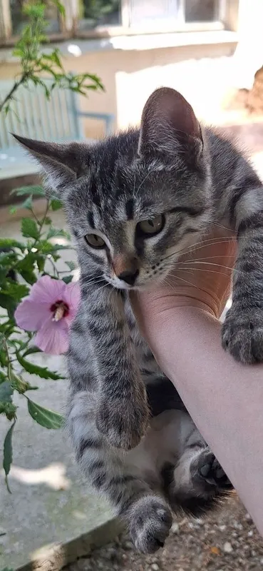 Отдадим котёнка в добрые руки. Мальчик 3 мес. 5 Отдадим котёнка в добрые руки. Мальчик 3 мес. 5