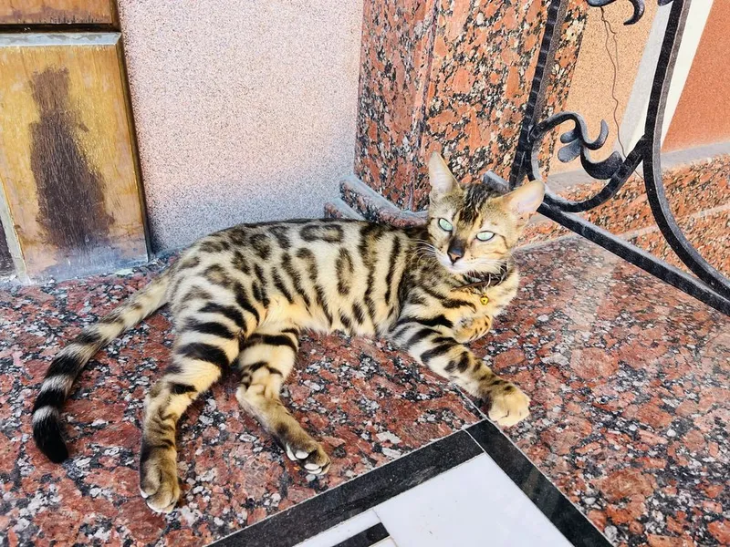 Продаётся бенгальская кошечка — фото 1