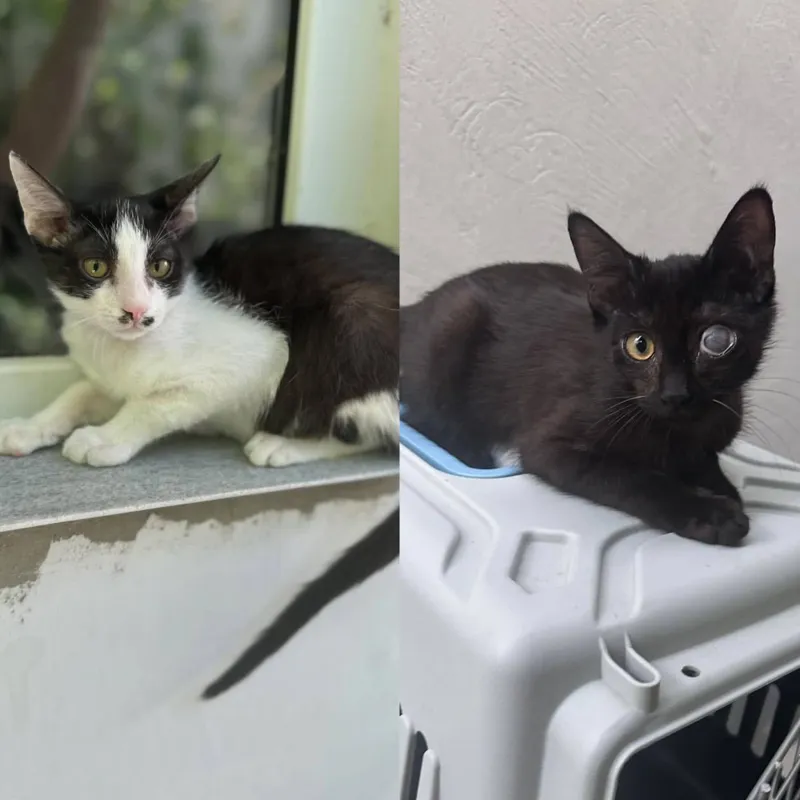 котята(( котята((