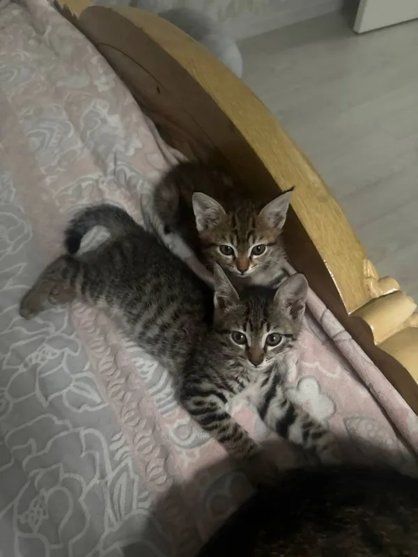 Отдам в добрые руки котята — фото 3