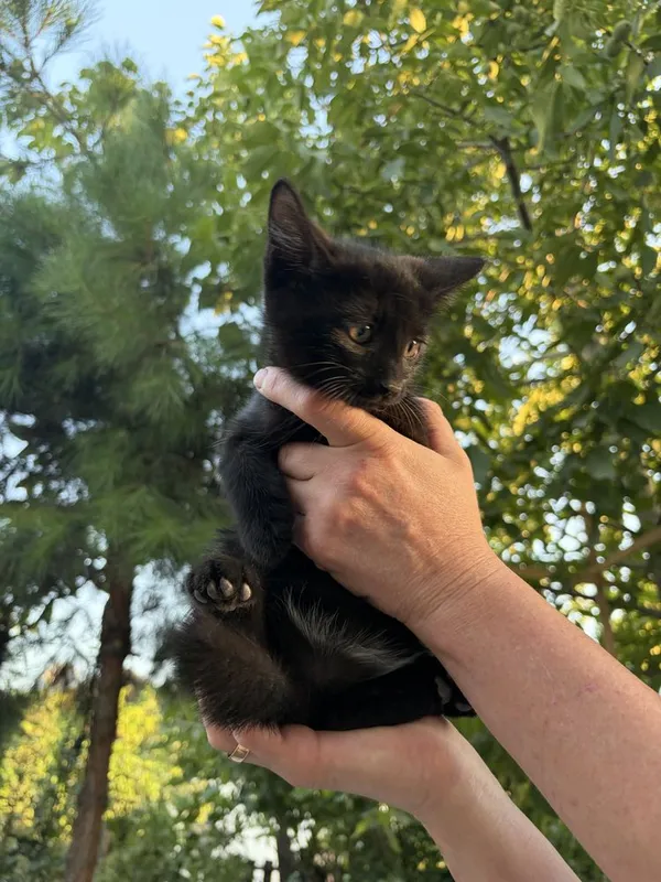 Продаются котята 2