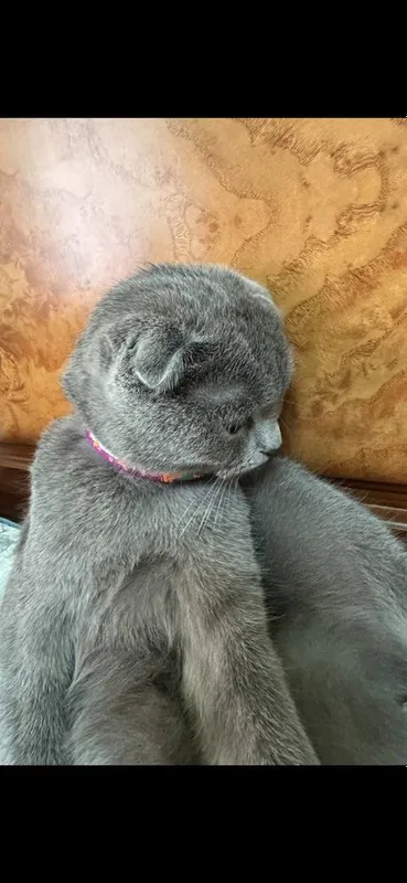 Scottish fold mushugi sotiladi — фото 1