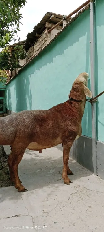 Yirik zotli qoʻchqor sotiladi